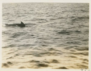 Image of Porpoises under bow of Bowdoin
